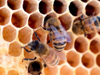 Kreatives Arbeiten mit Bienenwachs