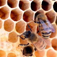 Rückstandsbelastungen in Bienenprodukten,